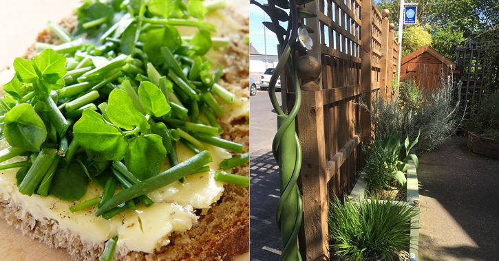 egg and chive sandwich with Polemonium Plantery